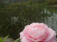 -新江湾城公园