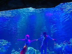 -芜湖新华联大白鲸海洋公园