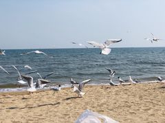 -金梦海湾浴场