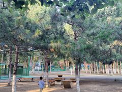 -长白岛森林公园