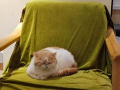 -滚猫咖啡·猫咖·猫友好撸猫(未来城店)