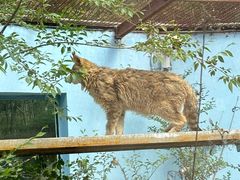 -青藏高原野生动物园