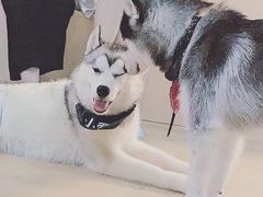 -Husky Go! 哈士奇体验馆·宠物咖啡厅狗咖