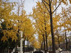 -金陵图书馆