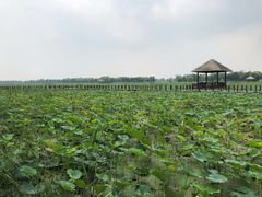 -西青郊野公园