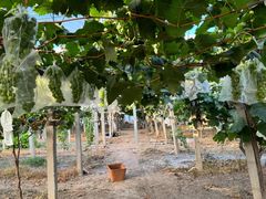 -马陆小张葡萄园农家乐