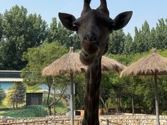 -北京野生动物园