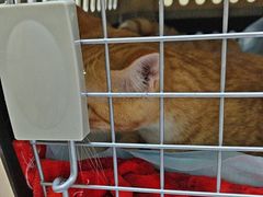 -千城康桥宠物医院·猫科·骨科·心脏