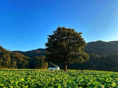 -广州市石门国家森林公园