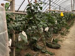 -马陆小张葡萄园农家乐