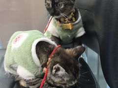 -万博宠物医院·手术·诊疗(未央凤城五路店)