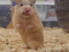 -钓仓鼠(洋桥北里小区店)