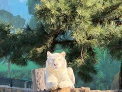 -西霞口神雕山野生动物世界