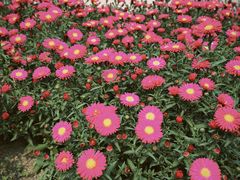 -北京张裕爱斐堡酒庄