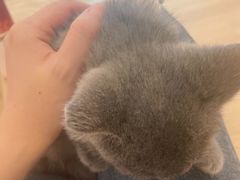 -猫咪派对(江南西店)