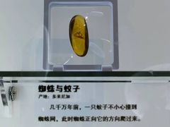 -河北博物院