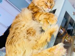 -Heymao猫咖.咖啡厅(东门店)