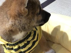 -逗柴咖啡屋·狗咖猫咖宠物桌游