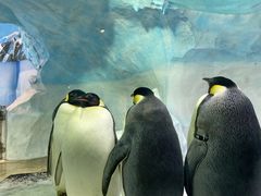 -海合安成都极地海洋公园
