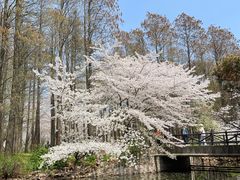 -上海共青森林公园