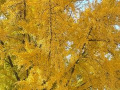 -三里屯东五街银杏大道