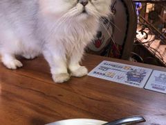 -more than meow吴止猫主题餐厅(承德 中船汇店)