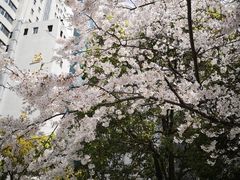-玛格萝妮比萨屋(四平店)