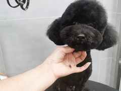 -宠福鑫康馨动物医院·骨科·眼科