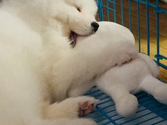 -翊宠yipet猫狗购宠庄园犬舍•猫舍