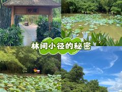 -大屏嶂森林公园