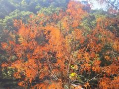 -云溪植物园