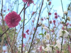 -桃花涧