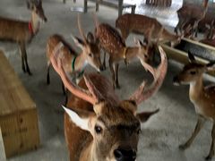 -鹿境梅花鹿生态园区
