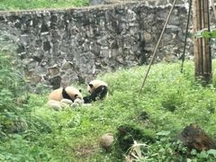 -都江堰中华大熊猫苑