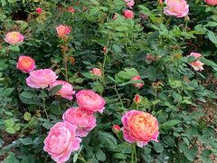 -人民公园(罗湖区)