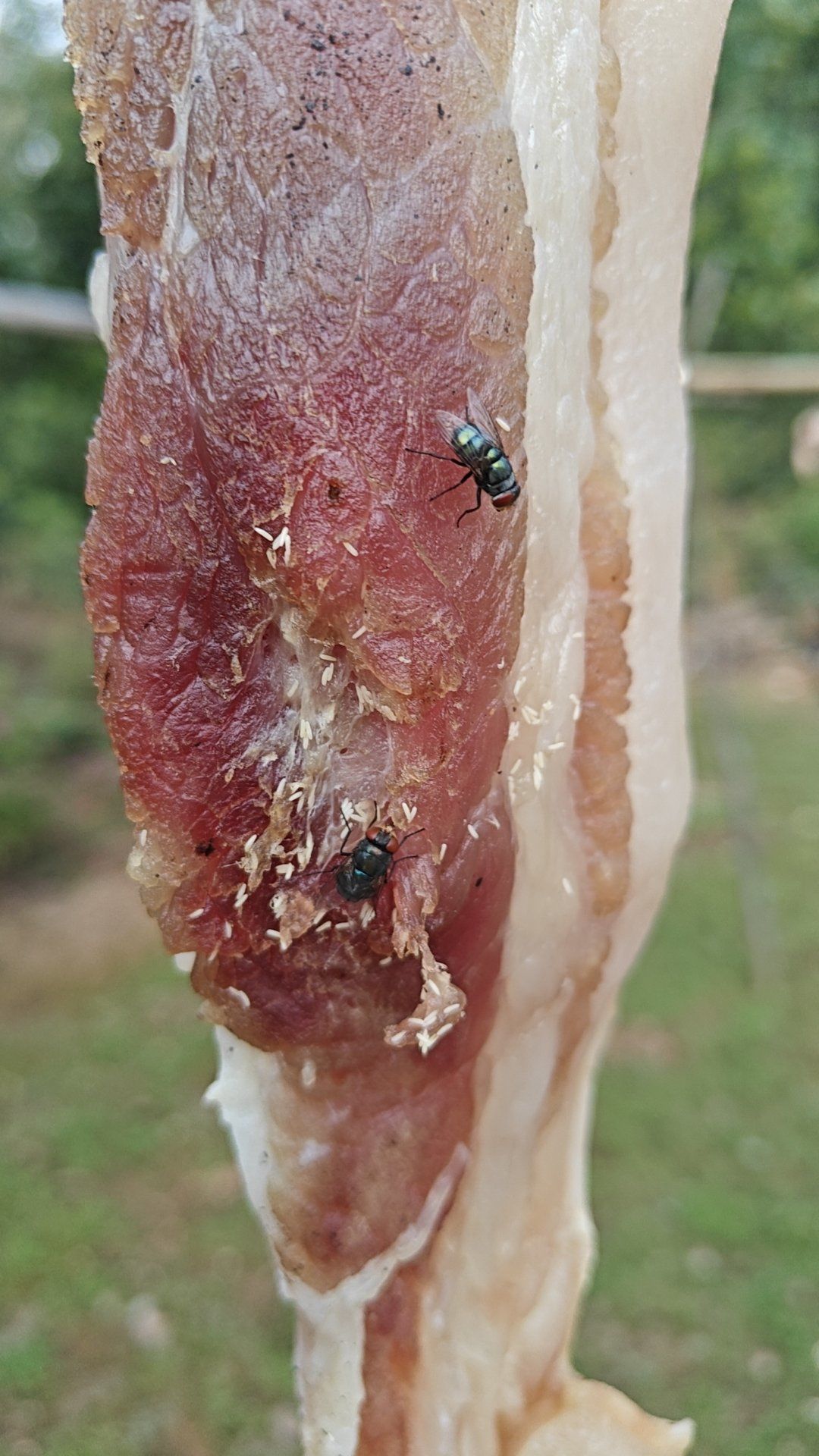 是长蛆的腊肉,还是满满的蛋白质呀?为什么会这