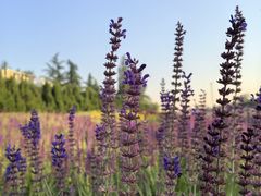 -汉长安城未央宫国家考古遗址公园