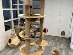 -楼上猫咖(罗湖店)