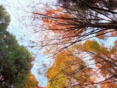 -山王坪喀斯特国家生态公园