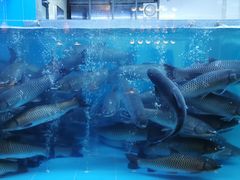 大堂-淘米捞·米汤脆鲩鱼火锅(福田皇岗店)