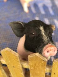 -萌宠亲子动物乐园(槐房万达店)