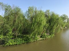 -南汇桃花村