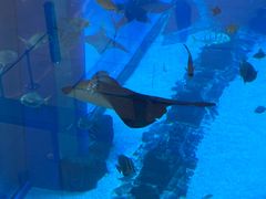 -迪拜水族馆及水下动物园