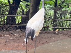 -合肥野生动物园