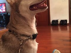 -暖阳宠物医院·犬猫康复中心·骨科