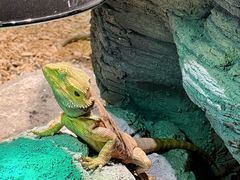 -帕帕拉兹宠物(亚洲旗舰店)