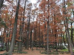 -月湖风景区