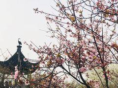 -香雪海