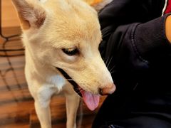 -豆柴町-柴犬主题狗咖(红鼎国际C座店)