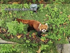 -灵玲国际马戏城